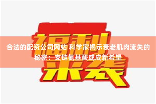 合法的配资公司网站 科学家揭示衰老肌肉流失的秘密：支链氨基酸或成新希望